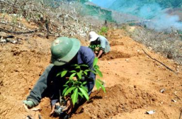 Công nhân công ty cao su Yên Bái trồng cao su vụ xuân.