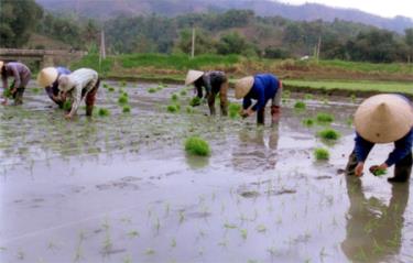 Tranh thủ thời tiết thuận lợi, bà con nông dân tích cực xuống đồng cấy lúa.