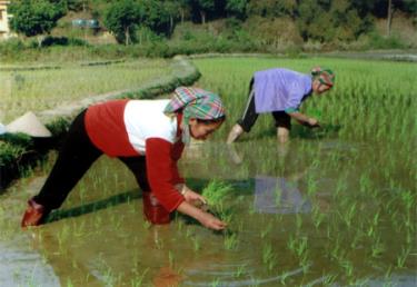 Đến nay, nhiều diện tích lúa đã được người dân Mù Cang Chải gieo cấy xong.