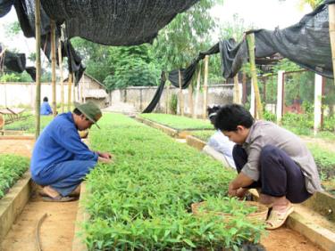 Chuẩn bị cây giống trồng rừng vụ xuân.
