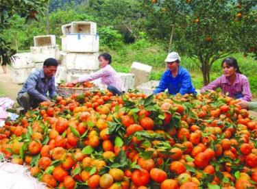 Mùa thu hoạch cam ở Văn Chấn.
(Ảnh: Tiến Lập)