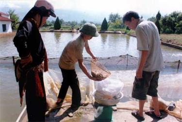 Người dân đến Trạm giống Thủy sản Nghĩa Lộ mua cá giống về thả ruộng.
