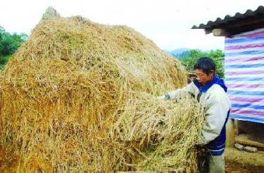 Những cây rơm này đã góp phần giúp đồng bào vùng cao phòng, chống đói, rét tốt hơn cho trâu, bò trong mùa đông.
(Ảnh: Tô Anh Hải)