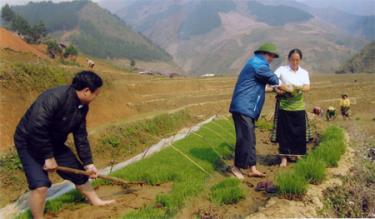 Đưa giống mới và chuyển giao khoa học kỹ thuật vào sản xuất, sản lượng lương thực ở Trạm Tấu tăng nhanh.