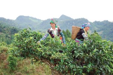 Đồng bào Mông Suối Giàng thu hái chè Shan tuyết.