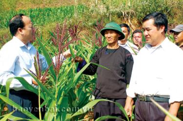 Vụ đông đã được bà con vùng cao tích cực triển khai.
Trong ảnh: Phó bí thư Thường trực Huyện ủy Vũ Tiến Đức (ngoài cùng bên trái) kiểm tra ngô đông xuân tại xã Lao Chải.