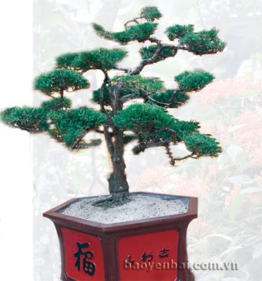 Cây tùng tuyết