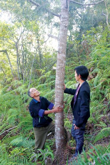 Ông Lù Khua Sử (trái) luôn mong giữ được cây pơ mu sống mãi với núi rừng quê hương.