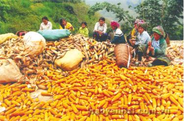 Nhờ có chi bộ lãnh đạo trực tiếp, đồng bào Mông nhiều thôn, bản ở Trạm Tấu đã tích cực trồng ngô nương vụ hai góp phần nâng cao thu nhập. (Ảnh: Đức Hồng)