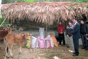 Gia đình anh Nguyễn Văn Tuấn ở Bản Chao, xã Việt Hồng được hỗ trợ bò giống phát triển sản xuất.
