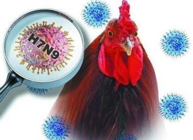 Hiện nay vi rút cúm A/H7N9 không gây bệnh lâm sàng trên gia cầm và chưa có vắcxin phòng bệnh nên việc phát hiện, giám sát và ứng phó với chủng vi rút này rất khó khăn. (Ảnh minh họa)