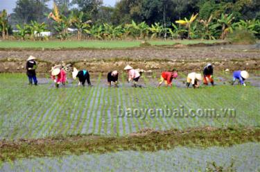 Thu hoạch ngô đông đến đâu, nông dân gieo cấy lúa xuân đến đó.