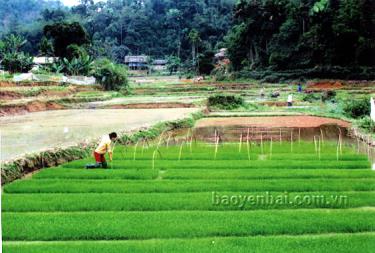 Nông dân Hưng Khánh kiểm tra mạ trước khi gieo cấy.
