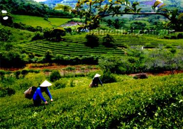 Yên Bái có diện tích chè đứng thứ 3 vùng Tây Bắc nhưng sản lượng đứng thứ 2.
(Ảnh: Thanh Miền)