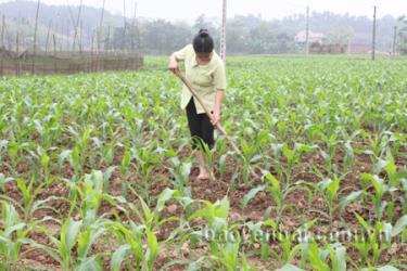 Sơn A cũng là một trong những xã phát triển mạnh cây vụ đông, đặc biệt là cây ngô.
(Ảnh: Hồng Duyên)
