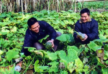 Niềm vui được mùa bí đỏ.
