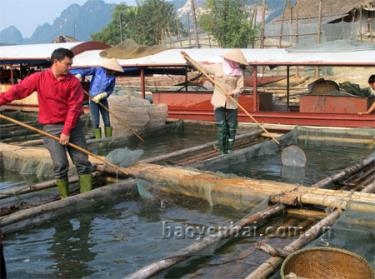 Phát triển nuôi trồng thủy sản trên hồ Thác Bà được Đảng bộ xã Mông Sơn xác định là một trong những thế mạnh cần phát huy trong nhiệm kỳ tới.
