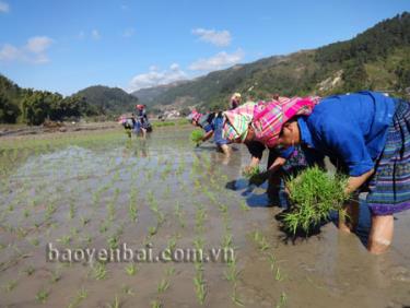 Người dân xã Khao Mang gieo cấy lúa đông xuân.
