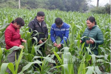 Lãnh đạo Hội Nông dân xã kiểm tra phát triển của cây ngô đông trên đất 2 vụ lúa.
