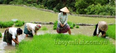 Đồng bào vùng cao của tỉnh ngày càng mở rộng diện tích cấy lúa nước hai vụ, góp phần nâng cao sản lượng lương thực.
