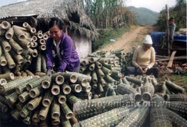 Phát triển nghề phụ, tăng thu nhập cho người dân là một trong những mục tiêu chính của Đảng bộ xã Phan Thanh trong nhiệm kỳ 2015 - 2020.
