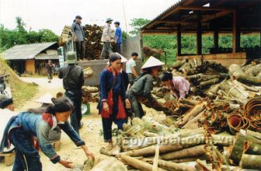 Đồng bào Dao thôn Giàng Cài thu hoạch quế.
(Ảnh: Xuân Tình)