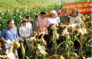 Ngô hè thu mang lại hiệu quả kinh tế cao cho người dân thôn Làng Mảnh.
