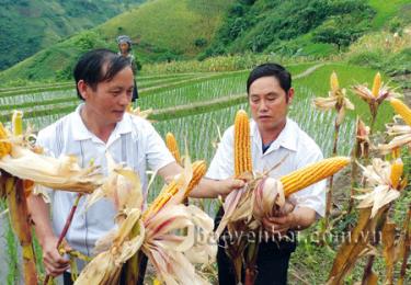 Bí thư Đảng ủy xã Trạm Tấu Giàng A Hành (bên phải) kiểm tra giống ngô cho năng suất cao trồng thử nghiệm tại địa phương. (Ảnh: Hoàng Nhâm)