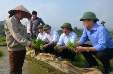 Các đồng chí lãnh đạo tỉnh kiểm tra tình hình sản xuất  lúa  xuân tại xã Đông Cuông.