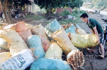 Nông dân Văn Yên tranh thủ thời tiết thuận lợi thu hoạch sắn lấy đất trồng vụ mới.