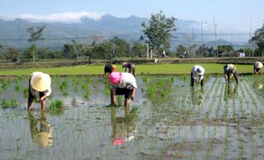 Nhân dân xã Hạnh Sơn (Văn Chấn) khẩn trương gieo cấy lúa xuân.
