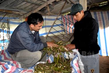 Anh Hà Anh Tú (bên trái) - Khuyến nông viên xã An Thịnh, huyện Văn Yên trao đổi kỹ thuật ủ chua thân, lá cây ngô cho bò ăn với anh Nguyễn Văn Trình ở thôn Trung Tâm.