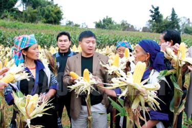 Đồng chí Giàng A Tông - Ủy viên Ban Chấp hành Đảng bộ tỉnh, Bí thư Huyện ủy Mù Cang Chải kiểm tra mô hình trồng ngô vụ đông.
(Ảnh: A cớ)