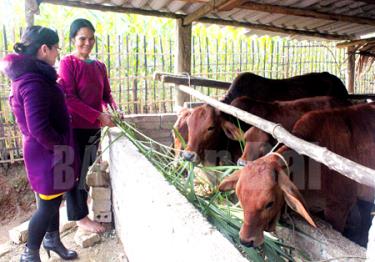 Nhờ nguồn vốn vay ưu đãi của Ngân hàng Chính sách Xã hội gia đình 
bà Hoàng Thị Phòng ở thôn 6, xã Vân Hội (Trấn Yên) đã thoát nghèo.