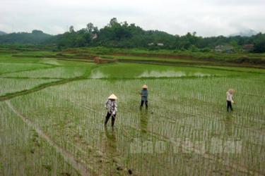 Để cây lúa vụ đông - xuân sinh trưởng, phát triển tốt, cho năng suất và chất lượng cao, bà con nông dân cần thực hiện tốt các biện pháp chăm sóc.