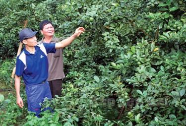 Mô hình trồng chanh hàng hóa của anh Đoàn Ngọc Quân (bên trái) ở xã Việt Cường, huyện Trấn Yên cho thu nhập trên 200 triệu đồng/năm.