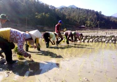 Nông dân Trạm Tấu khẩn trương gieo cấy lúa xuân.