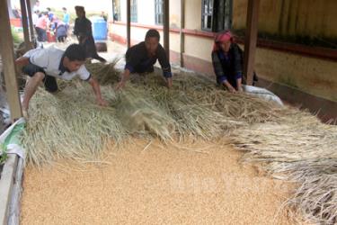 Nông dân Mù Cang Chải áp dụng phương pháp ngâm ủ mạ tập trung.