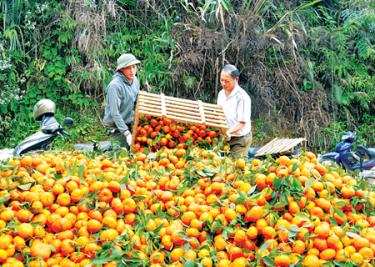 Gia đình anh Nguyễn Văn Thông ở Khu 8, thị trấn Nông trường Trần Phú (Văn Chấn) thu hoạch cam.