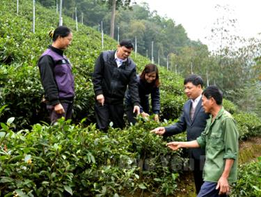 Ông Nguyễn Đình Hương (ngoài cùng bên phải) giới thiệu mô hình trồng chè của gia đình.