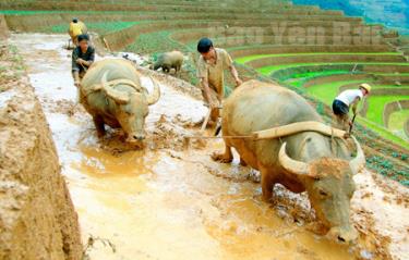 Làm đất gieo cấy lúa vụ đông xuân. 
