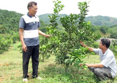 Mô hình trồng cam của nông dân xã Việt Cường (Trấn Yên).