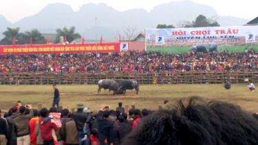 Hội chọi trâu 2016. (Ảnh minh hoạ)