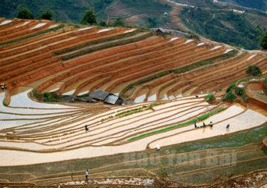 Vụ đông xuân này, huyện Mù Cang Chải gieo cấy 1.600 ha bằng các giống lúa có năng suất, chất lượng cao như CT16, C ưu đa hệ số 1... Từ giữa tháng 2, bà con đã hoàn thành gieo cấy vụ đông xuân.