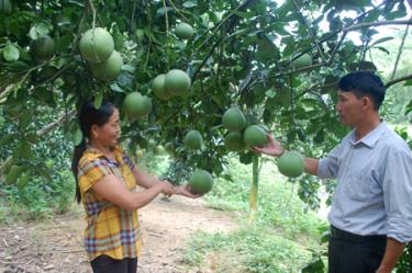 Mô hình trồng bưởi Diễn và bưởi da xanh của gia đình chị Triệu Thị Kiên.
