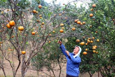 Trồng cây ăn quả trên diện tích đất nông lâm kết hợp ở khu Nước Ngập, thị trấn Yên Thế, huyện Lục Yên đem lại thu nhập cao cho người dân.