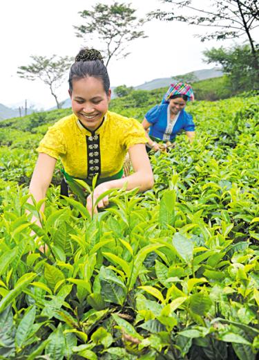 Xuân trên vùng chè Văn Chấn.