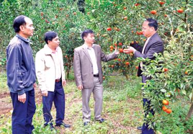 Đồng chí Nguyễn Chương Phát - Uỷ viên Ban Chấp hành Đảng bộ tỉnh, Bí thư Huyện uỷ, Chủ tịch HĐND huyện (thứ 3 bên trái) thăm mô hình cam tại Tân Lĩnh.