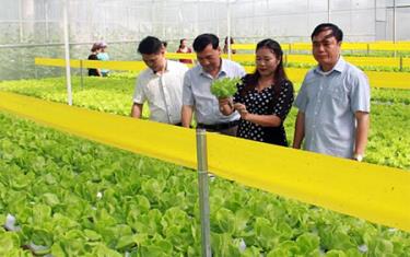 Lãnh đạo Sở Nông nghiệp và Phát triển nông thôn Yên Bái kiểm tra mô hình sản xuất rau thuỷ canh ở xã Minh Bảo, thành phố Yên Bái.
