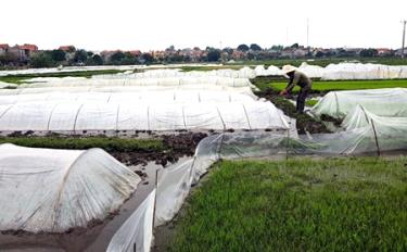 Ngành nông nghiệp Yên Bái khuyến cáo bà con cần triển khai các biện pháp để chăm sóc bảo vệ tốt cho mạ vụ xuân.
